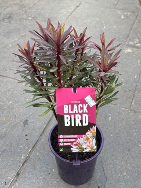 EUPHORBIA BLACK BIRD