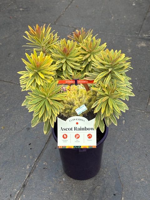 EUPHORBIA