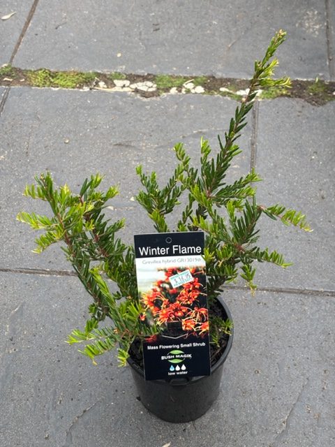 GREVILLEA WINTER FLAME