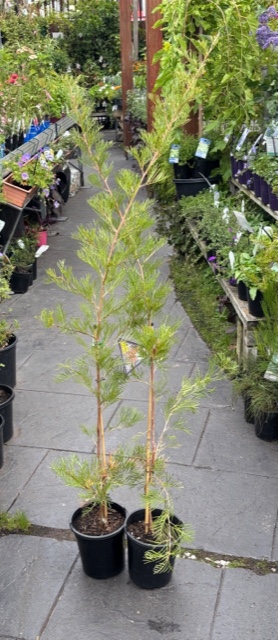 Grevillea GRAFTED