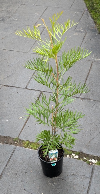 Grevillea SUPERB