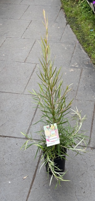 Grevillea Oleoides